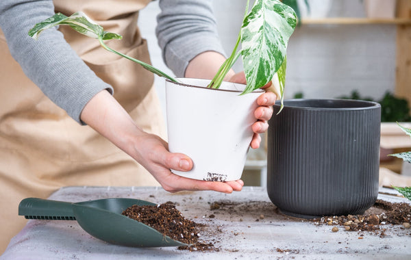 Hoe verpot je jouw plant?
