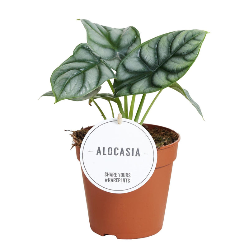 Alocasia Silver Dragon - Ø12cm - ↕25cm - Mijnplantenshop.nl