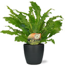 MijnPlantenShop-AspleniumCampio