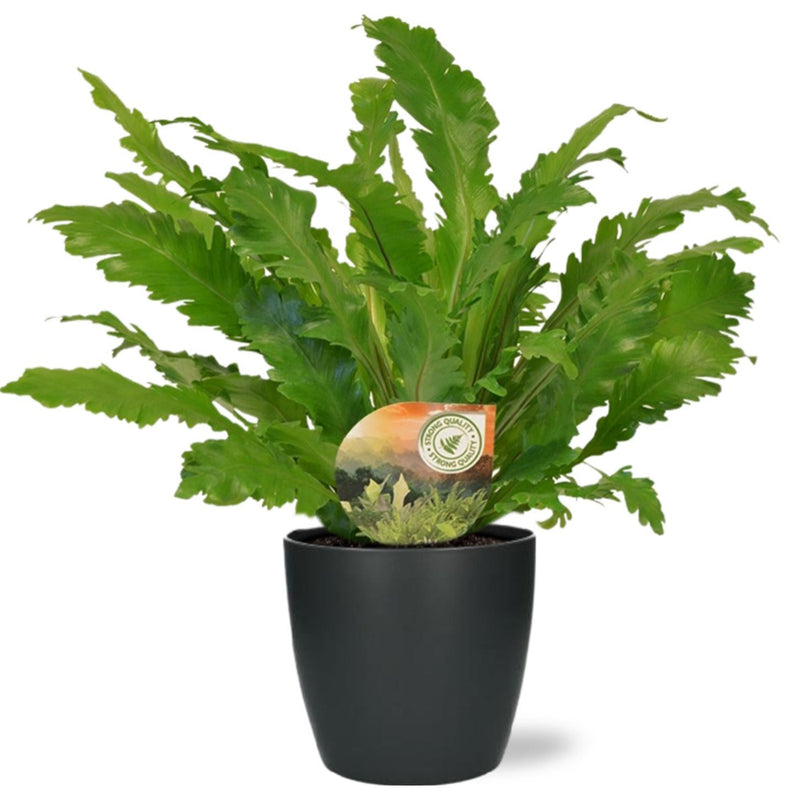 MijnPlantenShop-AspleniumCampio