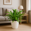 MijnPlantenShop-AspleniumNidusCrissie2
