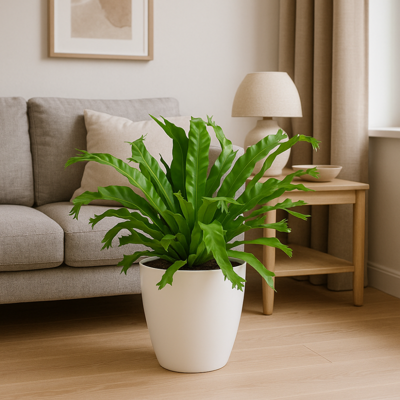 MijnPlantenShop-AspleniumNidusCrissie2
