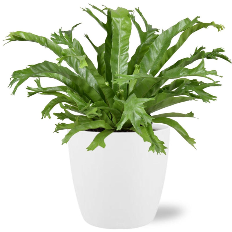 MijnPlantenShop-AspleniumNidusCrissie