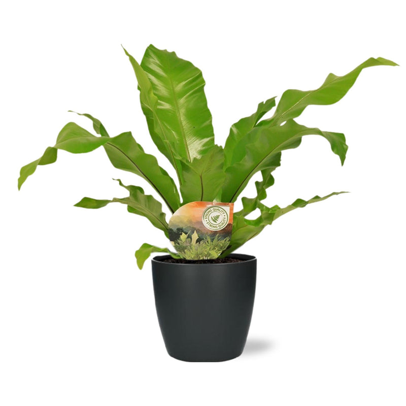 Asplenium Nidus - Ø17cm - ↕60cm - Mijnplantenshop.nl
