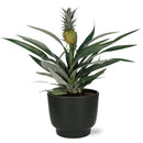 Bromelia Ananas - Ø12cm - ↕30cm