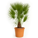 Chamaerops Humilis - 170 - 190cm - Ø30