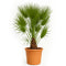 Chamaerops Humilis - 170 - 190cm - Ø30