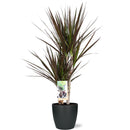 Dracaena Magenta - Ø17cm - ↕80cm - Mijnplantenshop.nl