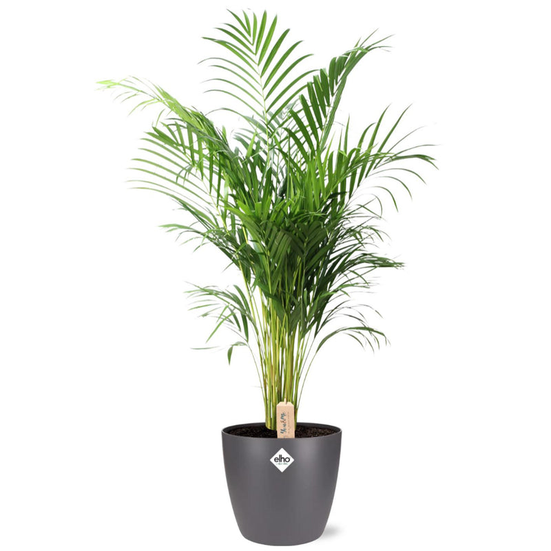 MijnPlantenShop-DypsisLutescens