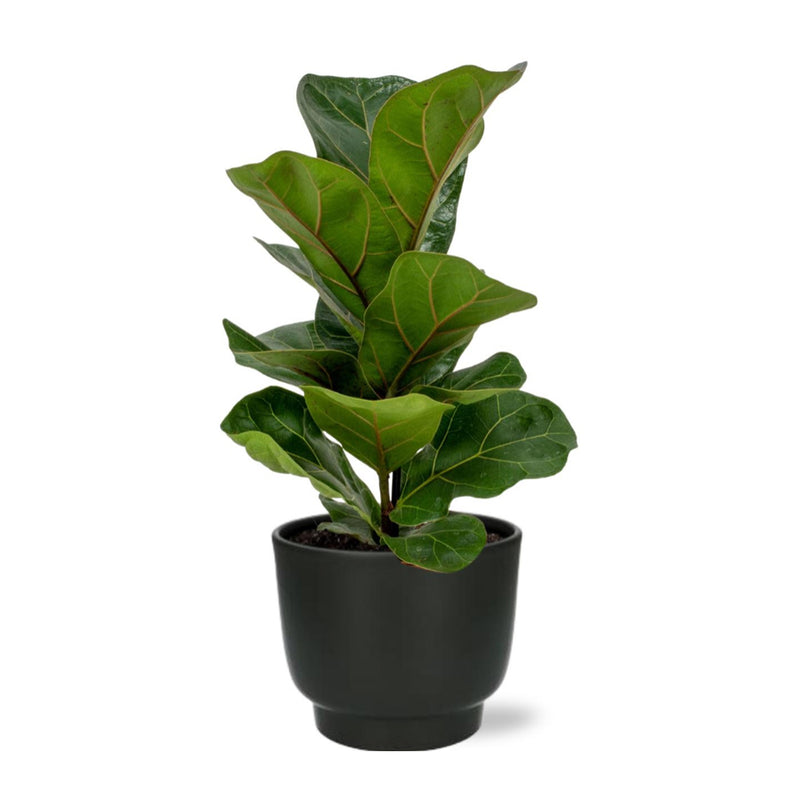 Ficus Lyrata - Ø12cm - ↕30cm - Mijnplantenshop.nl