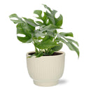 MijnPlantenShop-MonsteraMinima