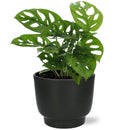 Monstera Monkey Leaf - Ø12cm - ↕30cm
