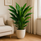 MijnPlantenShop-SpathiphyllumSweetSebastiano`2