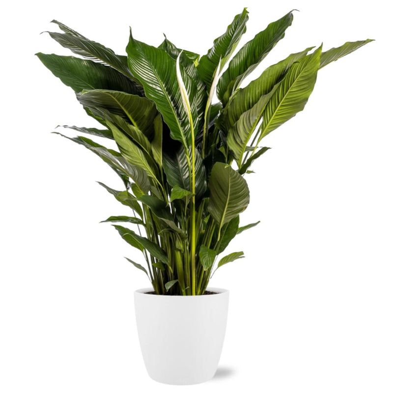 MijnPlantenShop-SpathiphyllumSweetSebastiano