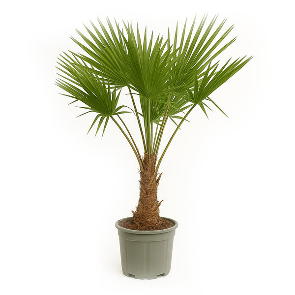 Trachycarpus Fortunei - 180-200 cm - Ø40cm - Mijnplantenshop.nl