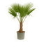 Trachycarpus Fortunei - 180-200 cm - Ø40cm - Mijnplantenshop.nl
