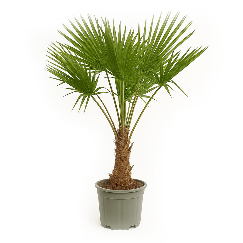 Trachycarpus Fortunei - 180-200 cm - Ø40cm - Mijnplantenshop.nl