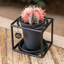 MijnPlantenShop-_Cactus_In_Design_Frame2