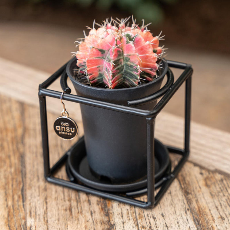 MijnPlantenShop-_Cactus_In_Design_Frame2