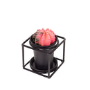 MijnPlantenShop- Cactus In Design Frame