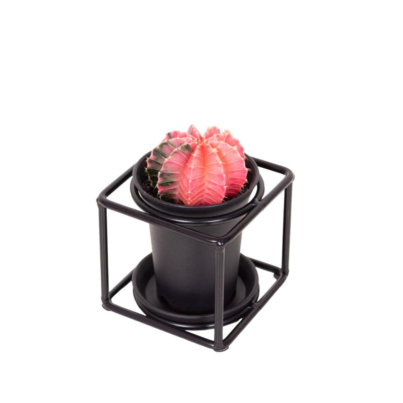 MijnPlantenShop- Cactus In Design Frame