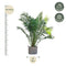 MijnPlantenShop-_Phoenix_Canariensis2