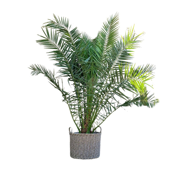 MijnPlantenShop- Phoenix Canariensis