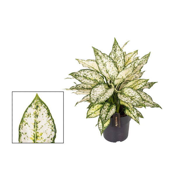 Aglaonema White Kiwi - Ø19cm - ↕40cm - Mijnplantenshop.nl