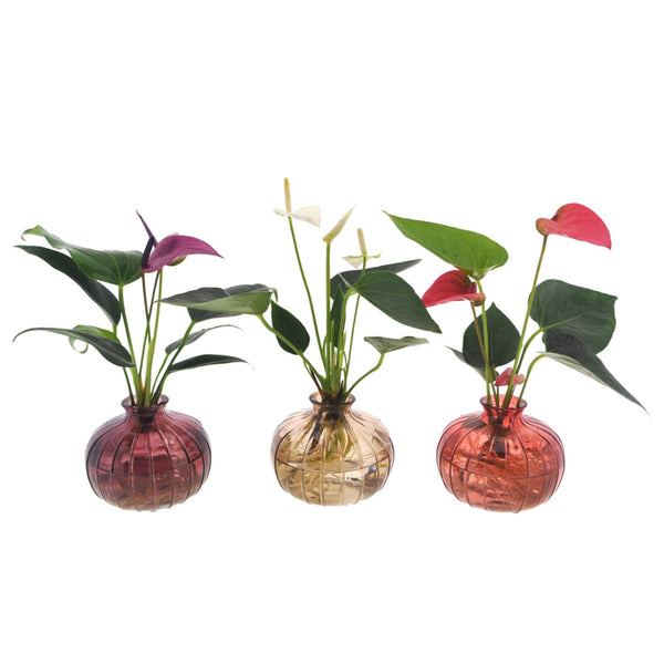 Anthurium Mix in Nela 3 kleuren - Ø12cm - ↕30cm - Mijnplantenshop.nl