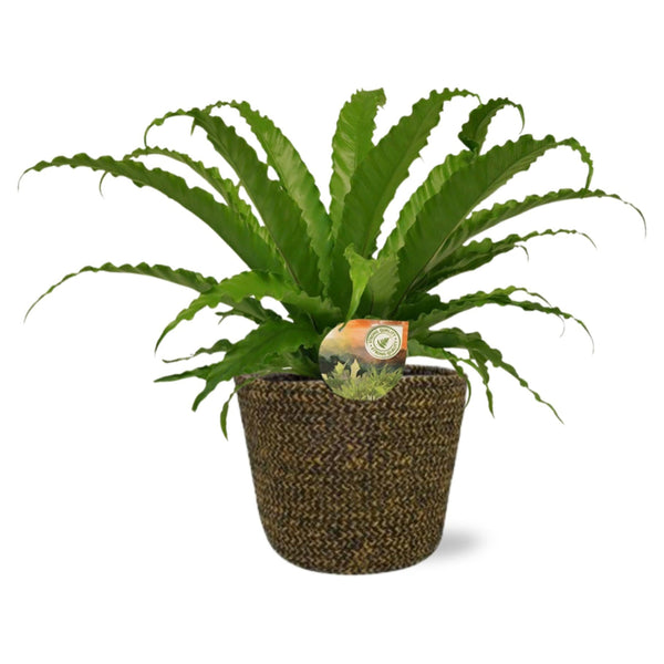 Asplenium Osaka - Ø17cm - ↕40cm - Mijnplantenshop.nl