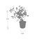 MijnPlantenShop - Ceratostigma plumbaginoides2