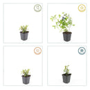 MijnPlantenShop - Ceratostigma plumbaginoides3