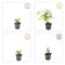 MijnPlantenShop - Ceratostigma plumbaginoides3