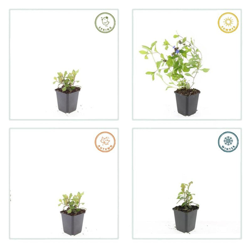 MijnPlantenShop - Ceratostigma plumbaginoides3