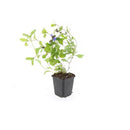 MijnPlantenShop - Ceratostigma plumbaginoides4