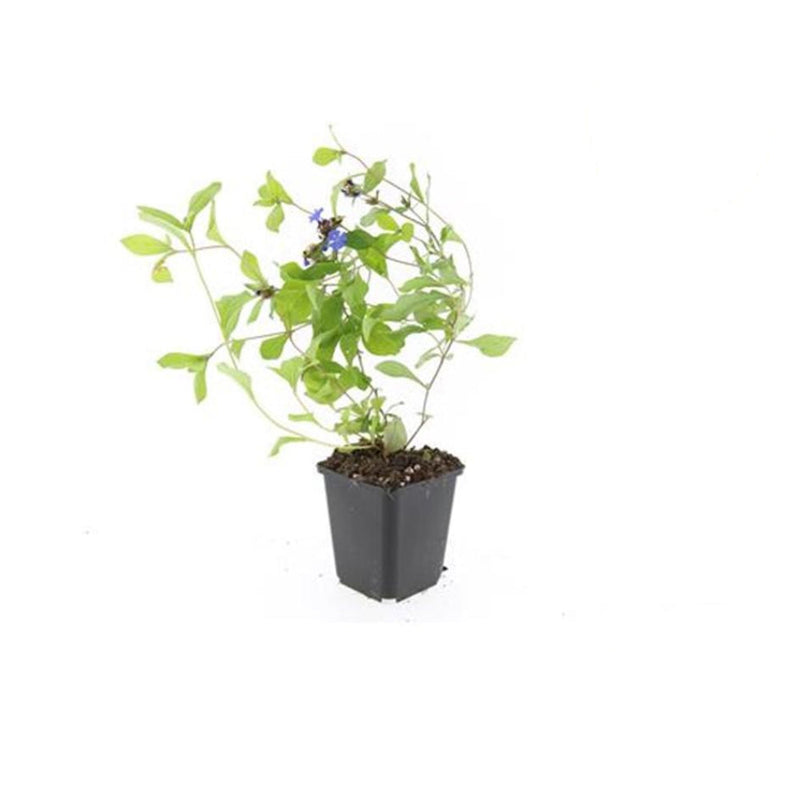 MijnPlantenShop - Ceratostigma plumbaginoides4