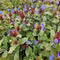 MijnPlantenShop - Ceratostigma plumbaginoides6