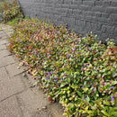 MijnPlantenShop - Ceratostigma plumbaginoides7