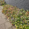 MijnPlantenShop - Ceratostigma plumbaginoides7