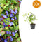 MijnPlantenShop - Ceratostigma plumbaginoides