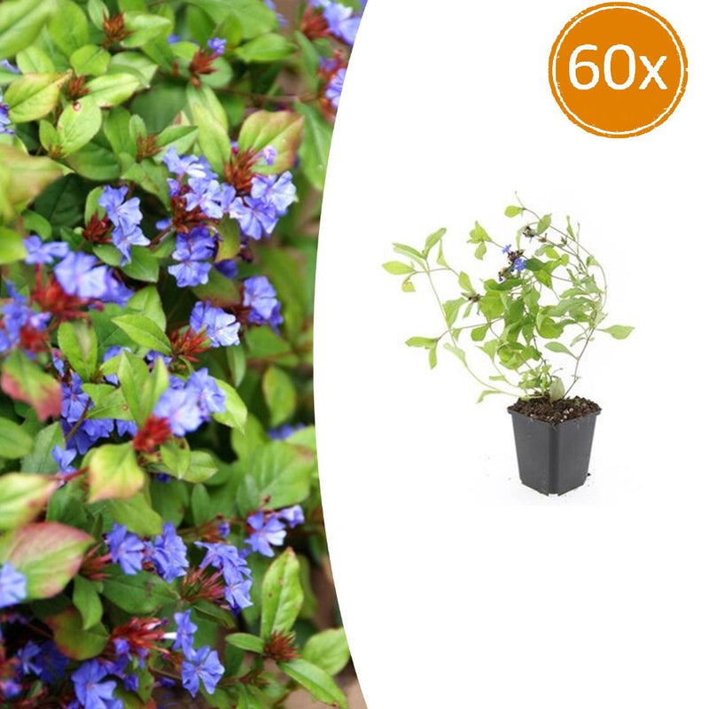 MijnPlantenShop - Ceratostigma plumbaginoides