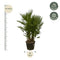 MijnPlantenShop - Chamaerops Humilis multi stam2