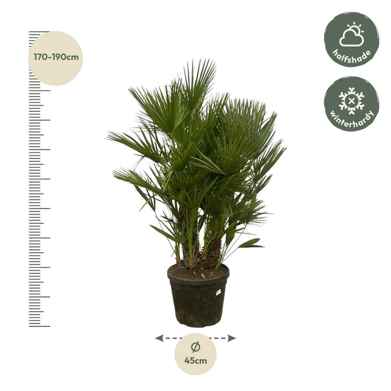 MijnPlantenShop - Chamaerops Humilis multi stam2