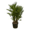 MijnPlantenShop - Chamaerops Humilis multi stam