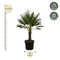 MijnPlantenShop - Chamaerops Humilis op stam2