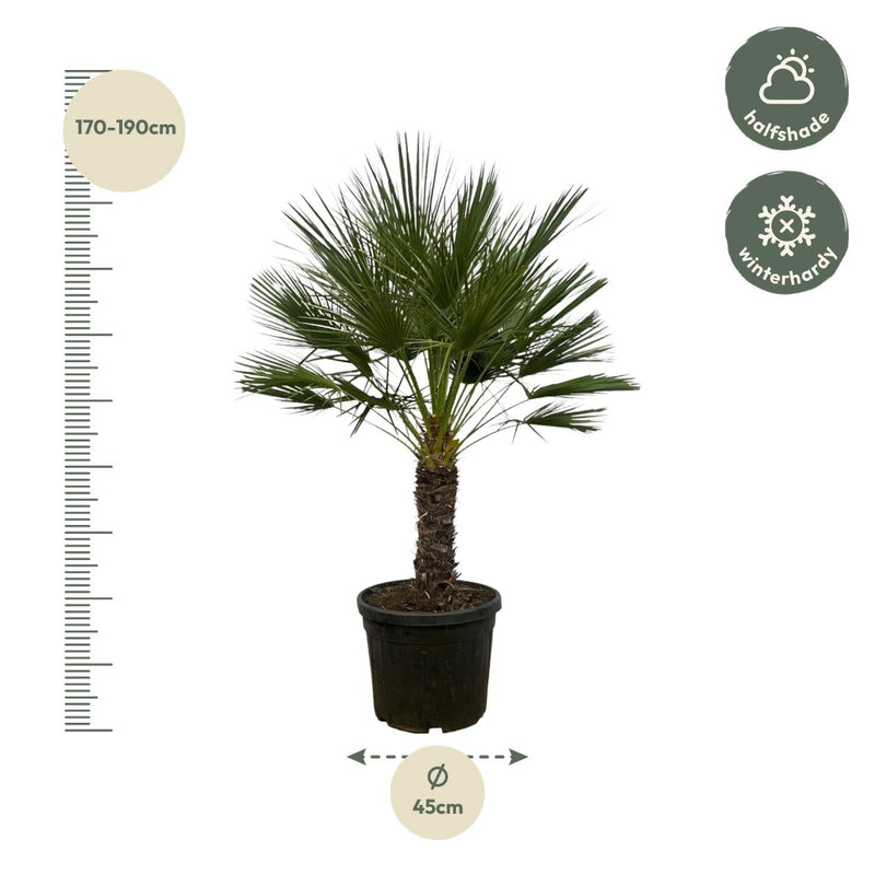 MijnPlantenShop - Chamaerops Humilis op stam2