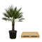 MijnPlantenShop - Chamaerops Humilis op stam3