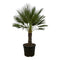 MijnPlantenShop - Chamaerops Humilis op stam