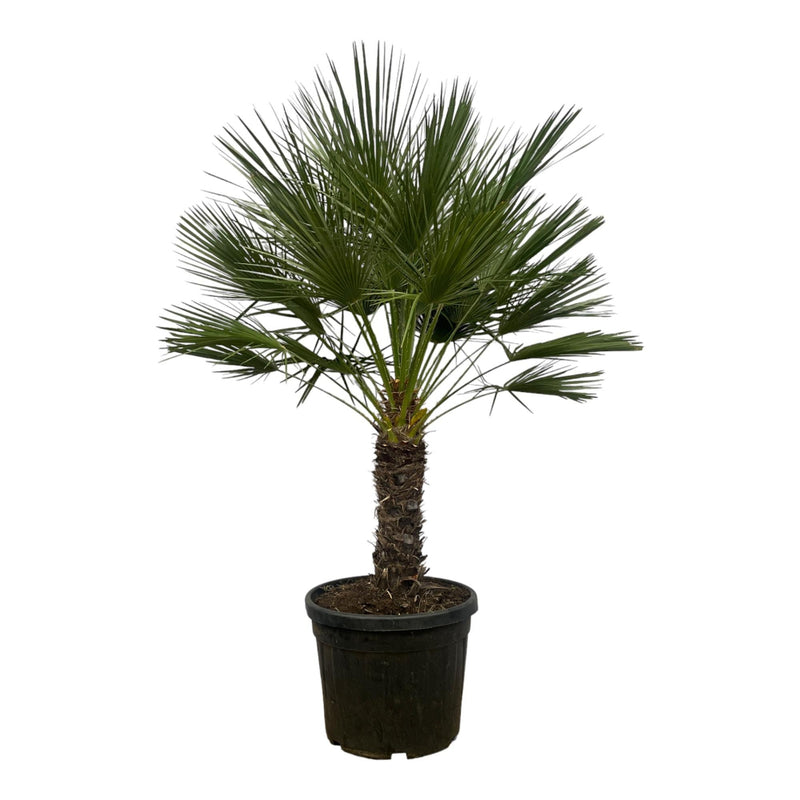MijnPlantenShop - Chamaerops Humilis op stam