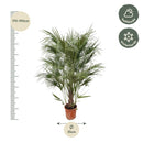 MijnPlantenShop - Chamaerops Humilis struik2
